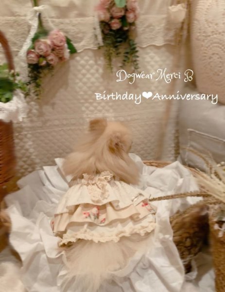 画像4: happy anniversary 01リトルフェアリー (4)